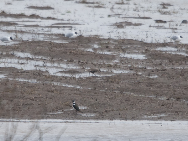 Arohyyppä, Sociable Lapwing, Vanellus gregarius