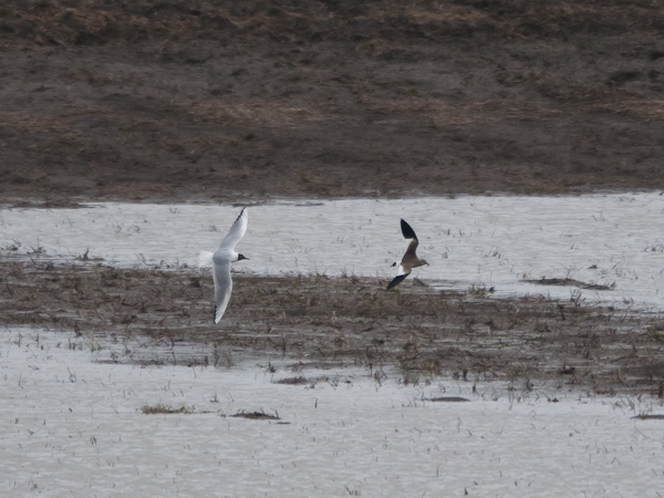 Arohyyppä, Sociable Lapwing, Vanellus gregarius