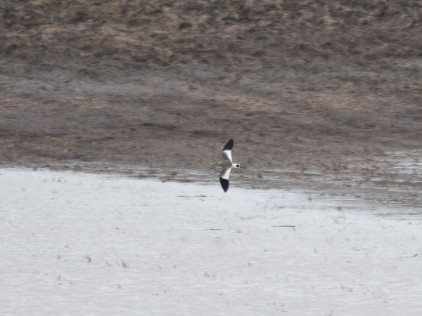 Arohyyppä, Sociable Lapwing, Vanellus gregarius