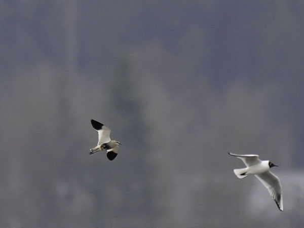 Arohyyppä, Sociable Lapwing, Vanellus gregarius