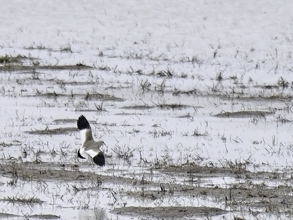 Arohyyppä, Sociable Lapwing, Vanellus gregarius