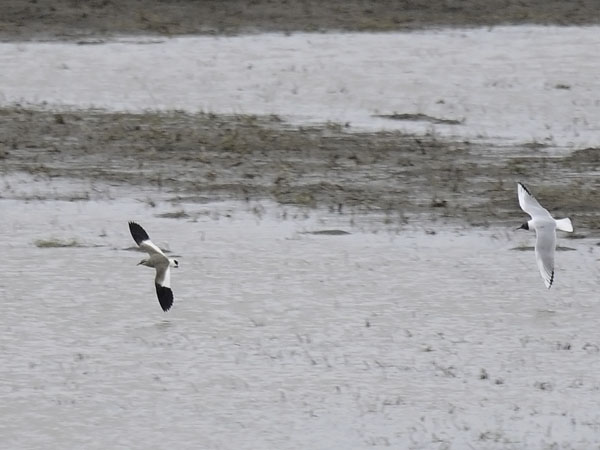 Arohyyppä, Sociable Lapwing, Vanellus gregarius