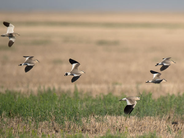 Arohyyppä, Sociable Lapwing, Vanellus gregarius
