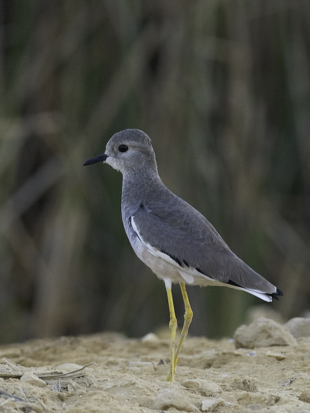Suohyyppä, White-tailed Lapwing, Vanellus leucurus