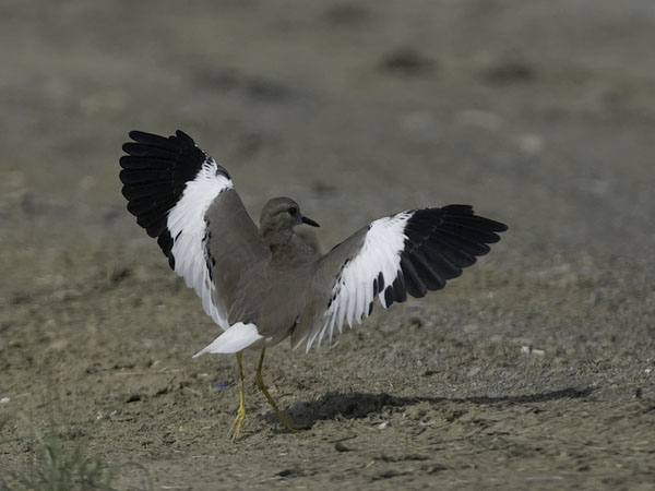 Suohyyppä, White-tailed Lapwing, Vanellus leucurus