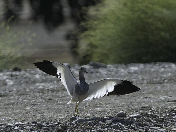 Suohyyppä, White-tailed Lapwing, Vanellus leucurus