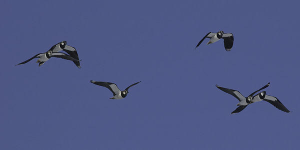 Töyhtöhyyppä, Northern Lapwing, Vanellus vanellus