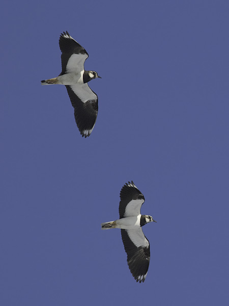 Töyhtöhyyppä, Northern Lapwing, Vanellus vanellus