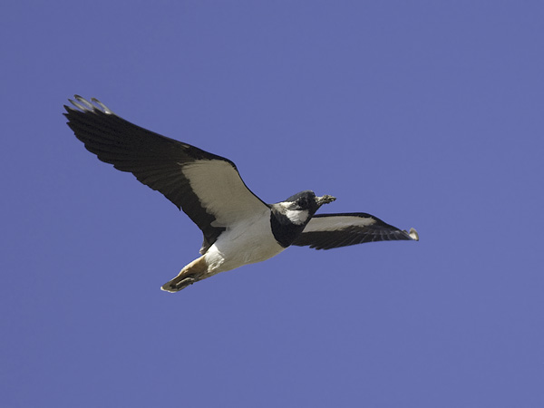 Töyhtöhyyppä, Northern Lapwing, Vanellus vanellus