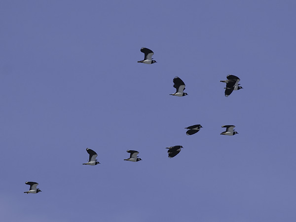 Töyhtöhyyppä, Northern Lapwing, Vanellus vanellus