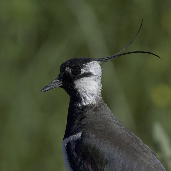 Töyhtöhyyppä, Northern Lapwing, Vanellus vanellus