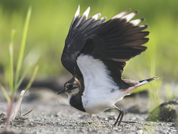 Töyhtöhyyppä, Northern Lapwing, Vanellus vanellus