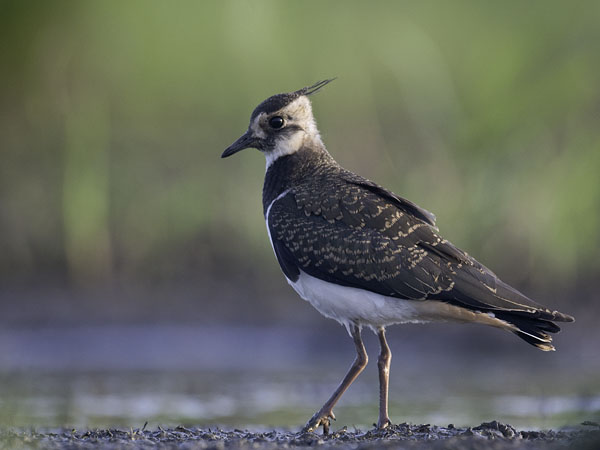 Töyhtöhyyppä, Northern Lapwing, Vanellus vanellus