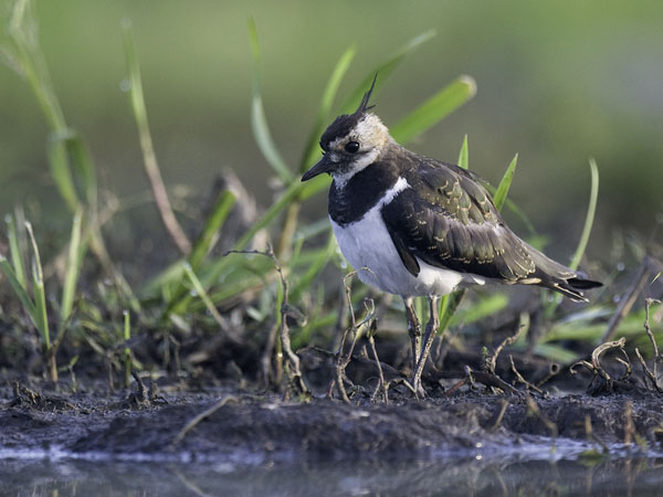 Töyhtöhyyppä, Northern Lapwing, Vanellus vanellus