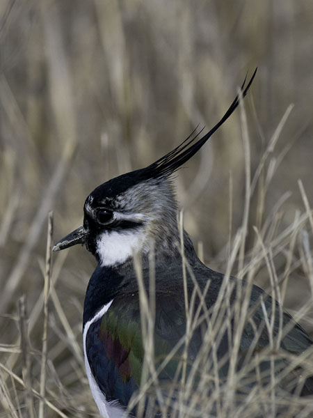Töyhtöhyyppä, Northern Lapwing, Vanellus vanellus