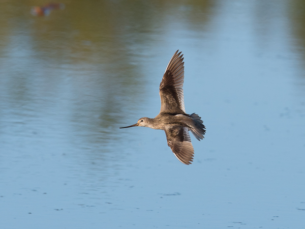 Rantakurvi, Terek Sandpiper, Xenus cinereus