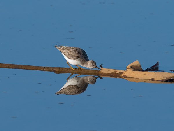 Rantakurvi, Terek Sandpiper, Xenus cinereus