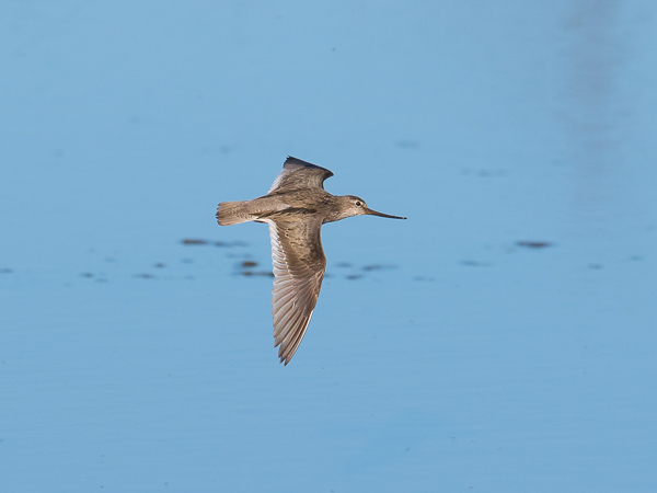 Rantakurvi, Terek Sandpiper, Xenus cinereus