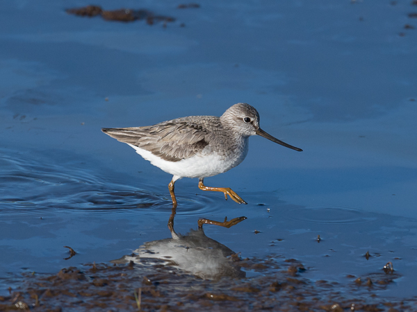 Rantakurvi, Terek Sandpiper, Xenus cinereus