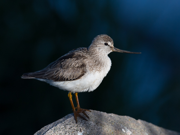 Rantakurvi, Terek Sandpiper, Xenus cinereus
