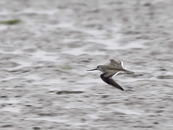 Rantakurvi, Terek Sandpiper, Xenus cinereus