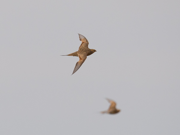 Arokyyhky, Pallas's Sandgrouse, Syrrhaptes paradoxus