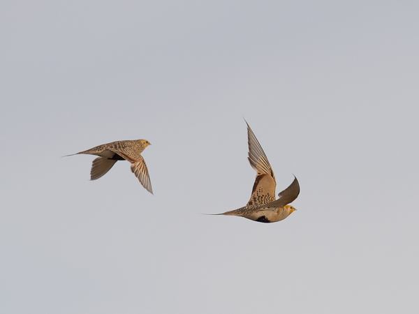 Arokyyhky, Pallas's Sandgrouse, Syrrhaptes paradoxus