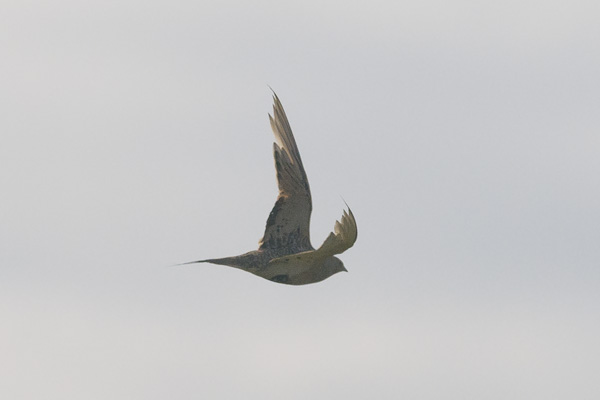Arokyyhky, Pallas's Sandgrouse, Syrrhaptes paradoxus