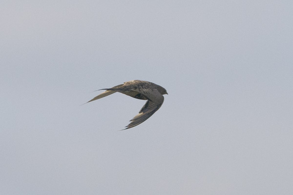 Arokyyhky, Pallas's Sandgrouse, Syrrhaptes paradoxus