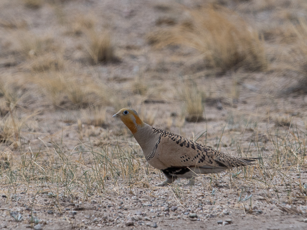 Arokyyhky, Pallas's Sandgrouse, Syrrhaptes paradoxus