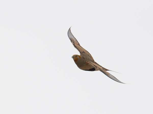 Arokyyhky, Pallas's Sandgrouse, Syrrhaptes paradoxus
