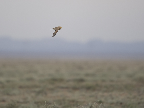 Arokyyhky, Pallas's Sandgrouse, Syrrhaptes paradoxus