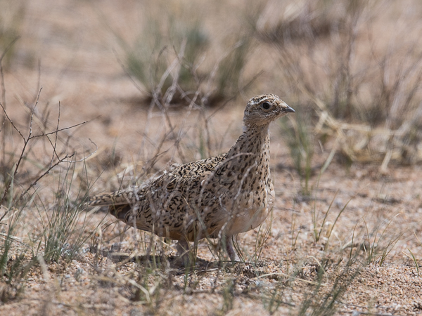 Arokyyhky, Pallas's Sandgrouse, Syrrhaptes paradoxus