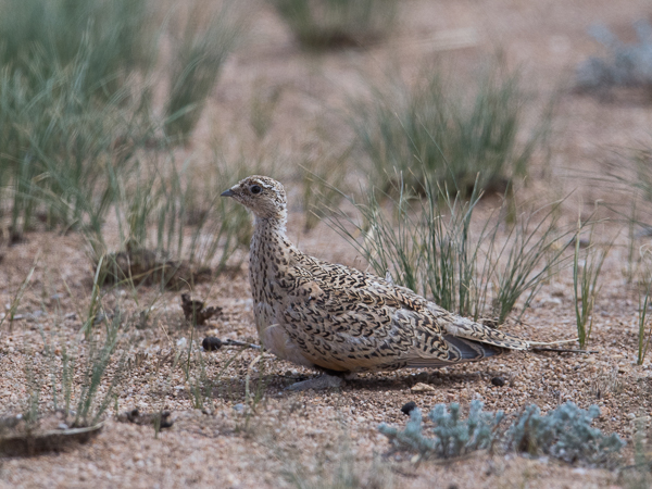 Arokyyhky, Pallas's Sandgrouse, Syrrhaptes paradoxus