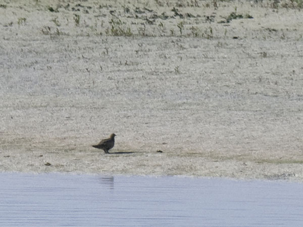 Arokyyhky, Pallas's Sandgrouse, Syrrhaptes paradoxus