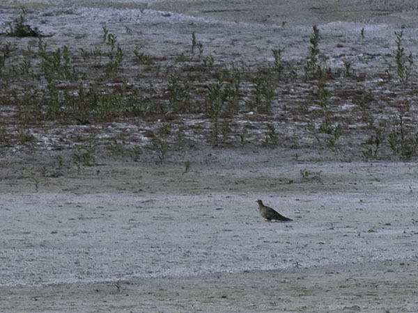 Arokyyhky, Pallas's Sandgrouse, Syrrhaptes paradoxus