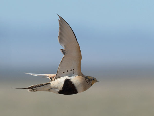 Arokyyhky, Pallas's Sandgrouse, Syrrhaptes paradoxus