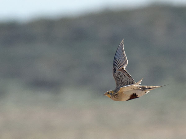 Arokyyhky, Pallas's Sandgrouse, Syrrhaptes paradoxus