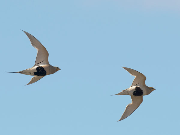 Arokyyhky, Pallas's Sandgrouse, Syrrhaptes paradoxus