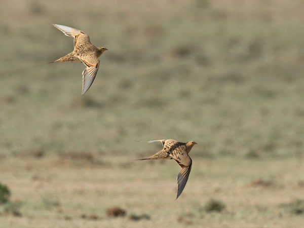 Arokyyhky, Pallas's Sandgrouse, Syrrhaptes paradoxus