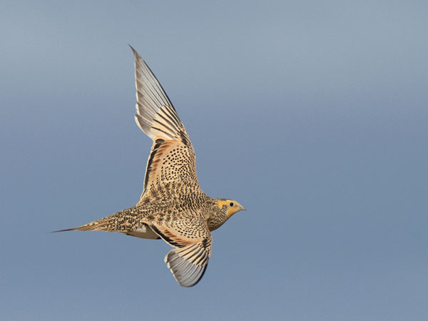 Arokyyhky, Pallas's Sandgrouse, Syrrhaptes paradoxus
