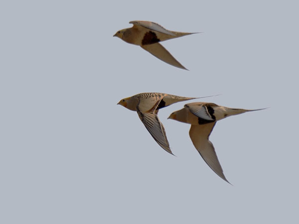 Arokyyhky, Pallas's Sandgrouse, Syrrhaptes paradoxus