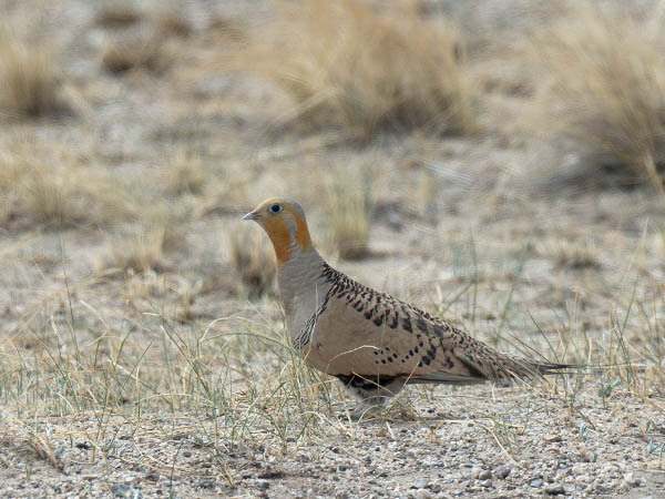 Arokyyhky, Pallas's Sandgrouse, Syrrhaptes paradoxus