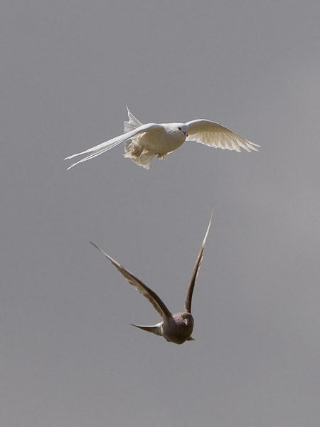 Kalliokyyhky, Common Pigeon, Columba livia