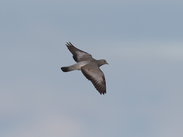 Uuttukyyhky, Stock Dove, Columba oenas