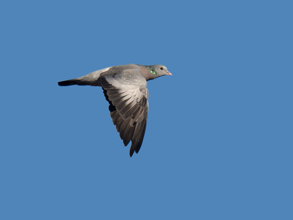 Uuttukyyhky, Stock Dove, Columba oenas