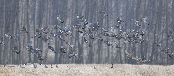 Sepelkyyhky, Common Wood Pigeon, Columba palumbus