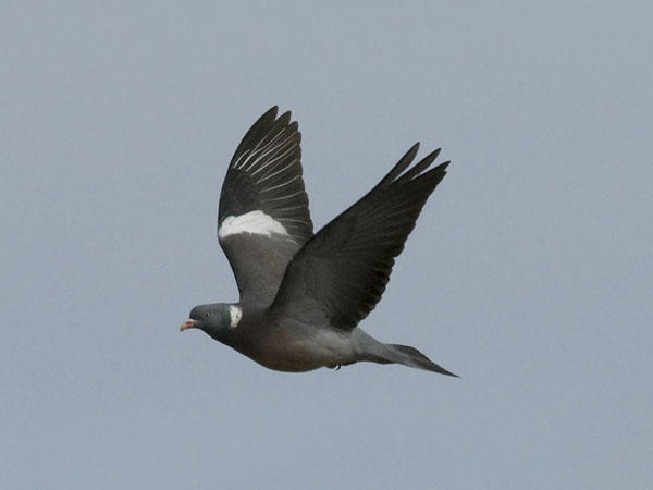 Sepelkyyhky, Common Wood Pigeon, Columba palumbus