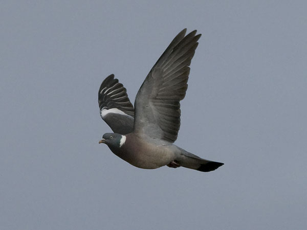 Sepelkyyhky, Common Wood Pigeon, Columba palumbus
