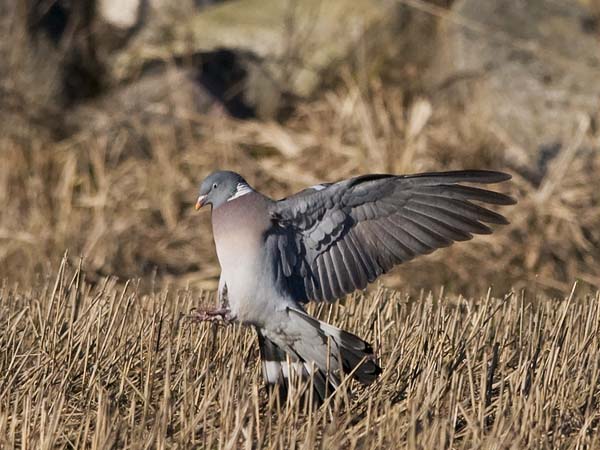 Sepelkyyhky, Common Wood Pigeon, Columba palumbus